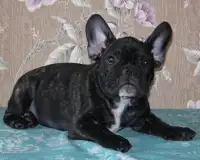 French Bulldog Jigsaw Puzzles Screen Shot 4