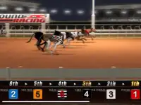 Greyhound Dog Racing Simulator Screen Shot 4