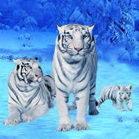 Gry z białym tygrysem