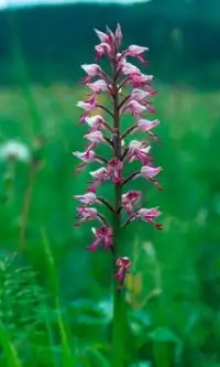 Orchis Flowers Jigsaw Puzzle Screen Shot 0