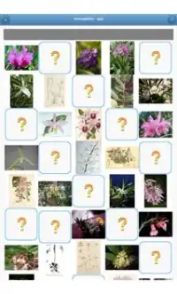 Houseplants - quiz Screen Shot 4