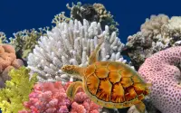 Marine Life Puzzle Screen Shot 0