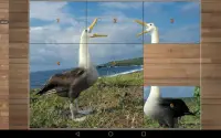 Bird Puzzle Games Screen Shot 8