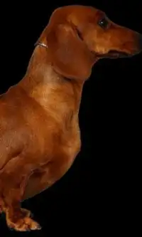 Dachshund कुत्तों आरा पहेलियाँ Screen Shot 0