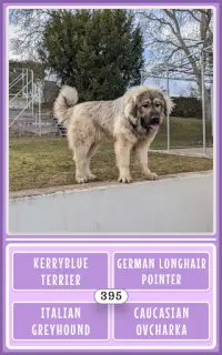 Dog Breeds Game: Ultimate Dog Breed Knowledge Test Screen Shot 14