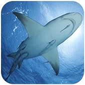 Ocean Overlord Shark Puzzle
