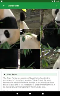 Animaux Sauvages Puzzle Screen Shot 11