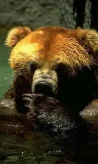 Бурый медведь Игра Пазл Screen Shot 1
