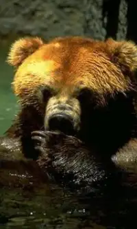 Permainan Brown Bear Puzzle Screen Shot 1