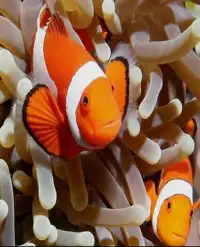 Find Nemo fishs puzzle games Screen Shot 2
