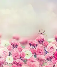 Flowers Wallpaper Screen Shot 1