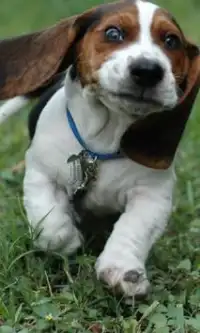 Beagle-Hunde Puzzles Screen Shot 1