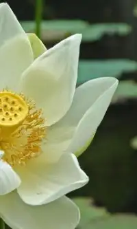Lotus Flower Jigsaw Puzzles Screen Shot 0