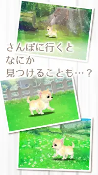 癒しの子犬育成ゲーム〜チワワ編〜 Screen Shot 3