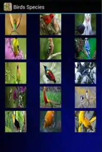 Birds Species Puzzle Screen Shot 1