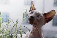 القطط - بانوراما الألغاز Screen Shot 4
