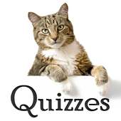 Cat Trivia