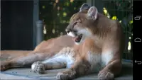Angry Cougar Screen Shot 0
