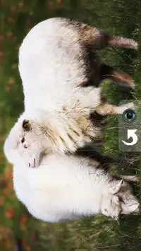 Sonidos e imágenes de animales domésticos Screen Shot 2