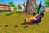 Rooster Simulator - Chick Life Screen Shot 3