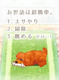 癒しの子犬育成ゲーム〜トイプードル編〜 Screen Shot 1