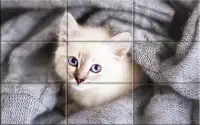 Puzzle - kittens Screen Shot 3