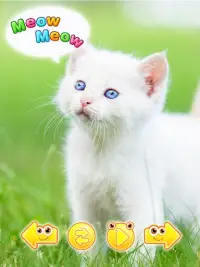 Cute animal pictures & animal  Screen Shot 4