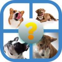 Guess Popular Dog Breeds