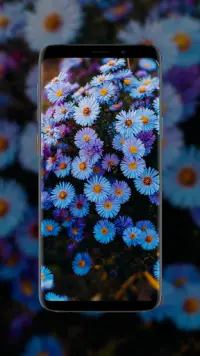 Flower Wallpapers in HD, 4K Screen Shot 3