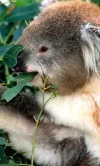 Koala Jigsaw Puzzles Screen Shot 0