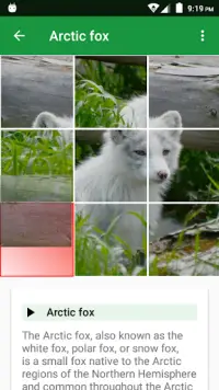 Chiens Puzzle Screen Shot 1