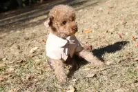 Amazing Dogs Clothes Puzzle Screen Shot 3