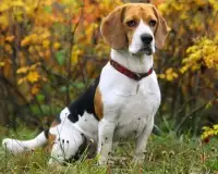 Beagle Jigsaw Puzzles Screen Shot 3