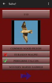 104 Birds Quiz Screen Shot 3