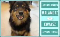 Dog Breeds Game: Ultimate Dog Breed Knowledge Test Screen Shot 17