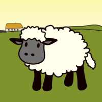 Lovely Sheep