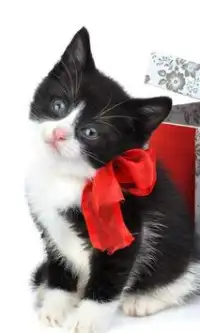 Kitty Weihnachtspuzzles Kostenlose Spiele Screen Shot 0