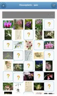 Houseplants - questionário Screen Shot 0