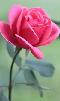 HD Rose Flowers Live Wallpaper Screen Shot 8
