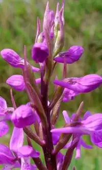 Orchis Flowers Jigsaw Puzzle Screen Shot 1