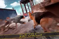 كلبي الظاهري . سباق الحيوانات Screen Shot 1