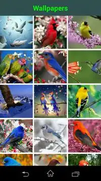 Brazil Birds Game & Wallpapers Screen Shot 3