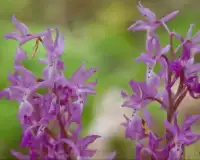 Orchis Flowers Jigsaw Puzzle Screen Shot 3