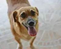 ペット犬のジグソーパズル Screen Shot 3