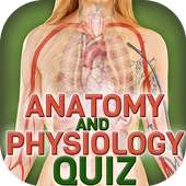 Anatomia Y Fisiologia Quiz