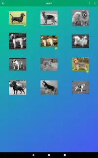 Dog Quiz: Guess the Breed — Game, Pictures, Test Screen Shot 18
