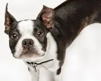 Boston Terriers Jigsaw Puzzle Screen Shot 3