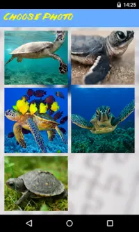 Turtle Jigsaw Puzzle Screen Shot 1