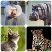 Mamíferos -Aprenda todos os animais no Photo-Quiz!