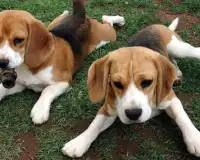Beagle-Hunde Puzzles Screen Shot 4